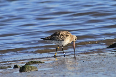 Fuselo(Limosa lapponica)