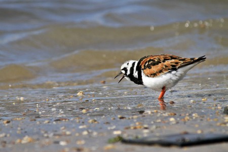 Rola-do-mar(Arenaria interpres)