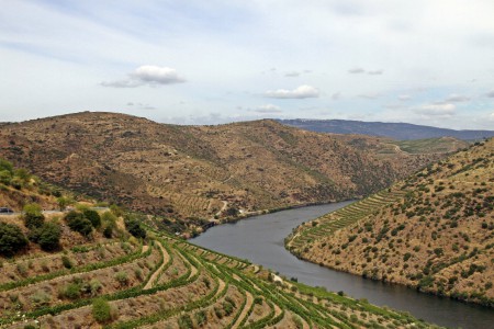 Douro vinhateiro
