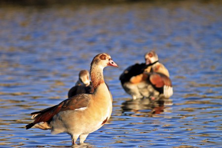 Ganso-do-Egito (Alopochen aegyptiacus)