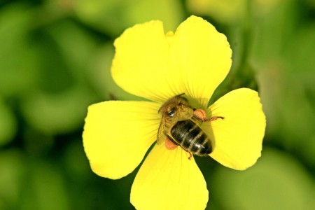 Primavera em mindelo.