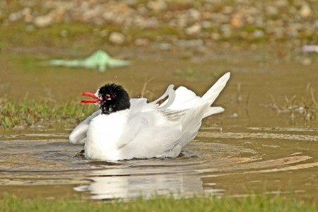 Gaivota-de-cabeça-preta(Larus melanocephalus)