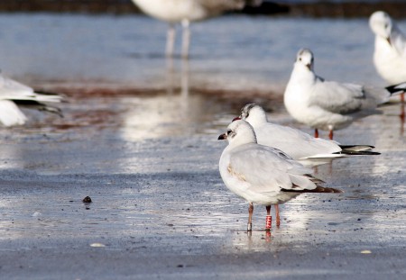 Gaivota-de-cabeça-preta(Larus melanocephalus)