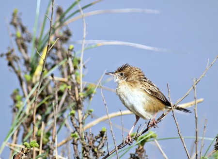 Fuinha-dos-juncos Cisticola juncidis