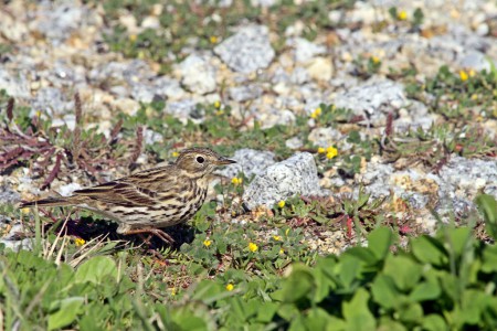Petinha-dos-prados Anthus pratensis