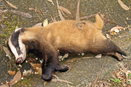 Texugo (Meles meles) Pela primeira vez vez vi um texugo selvagem na vida, inflizmente foi atropelado na estrada nacional 104 no concelho da Trofa.