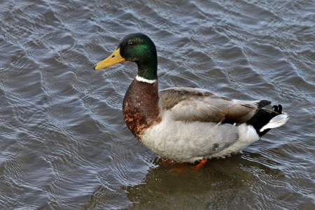 Pato-real(Anas platyrhynchos)