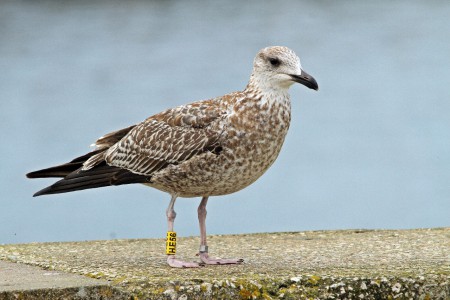 Gaivota (Laurus fuscos) fotografada por Sönke Martens e migrou desde a Alemnha  até Nazaré Portugal. 