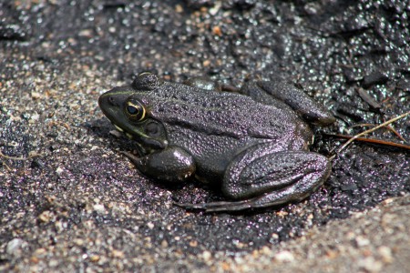 Rá Verde-comum, Rana perezi